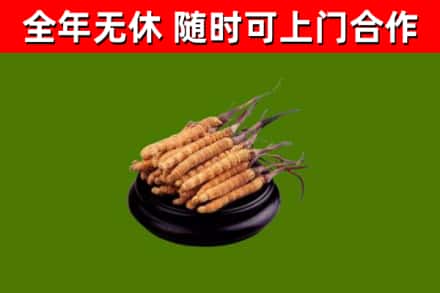 松桃县回收冬虫夏草
