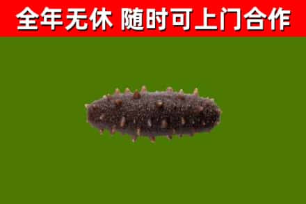 松桃县回收海参干